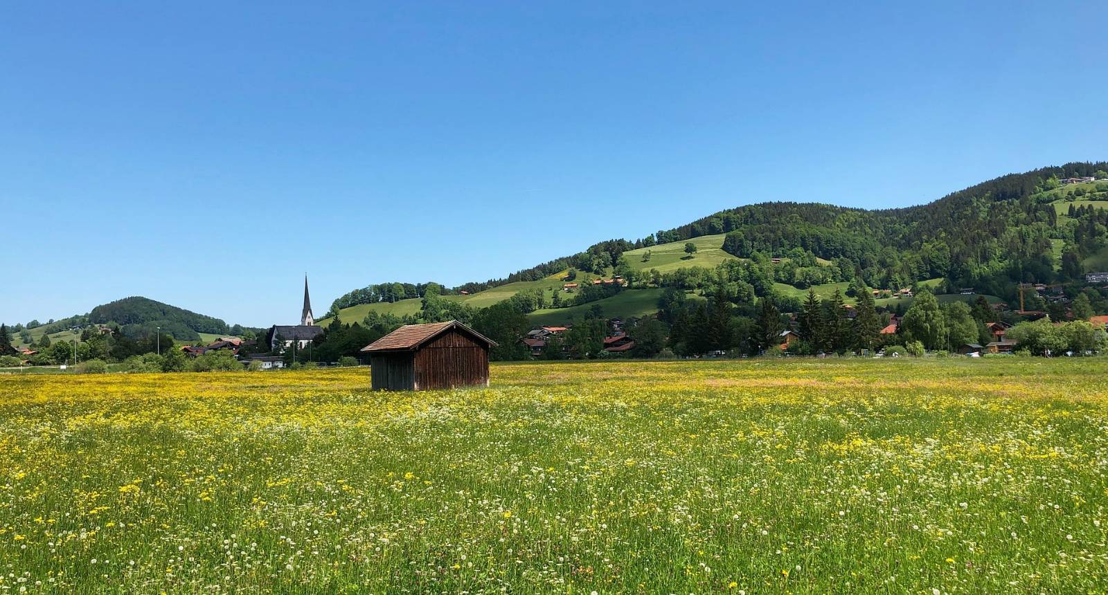 Blühende Bergwiese bei Schliersee unter blauem Himmel